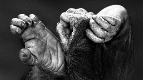 Fotografa de la serie Primates (2015), de Isabel Muoz