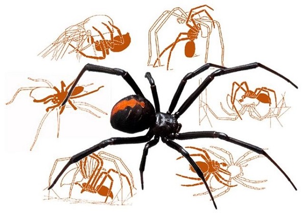 La cpula en araas como la viuda negra de espalda roja acaba con el macho devorado por la hembra 