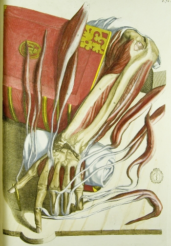 Cowper, William. Anatomia corporum humanorum  Ultrajecti : apud Nicolaum Muntendam, 1750. [BH MED GF 59]         