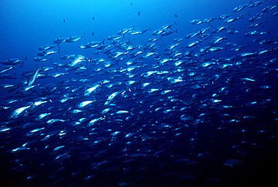 El hígado de los peces contiene ácidos grasos muy saludables