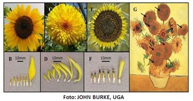 Los girasoles mutantes de Vicent Van Gogh 