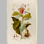Icones plantarum medicinalium.