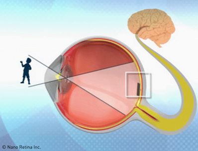 Disean unas molculas que podran ayudar a restaurar la visin en casos de degeneracin de retina 