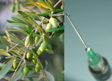 Investigacin sobre nuevas vacunas asociadas a alergias al polen del olivo 