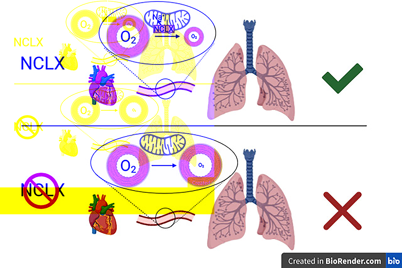 La figura ilustra el papel del intercambiador de sodio por calcio mitocondrial (NCLX) en la adaptación temprana a bajas concentraciones de oxígeno o hipoxia mediante la introducción de sodio dentro de la mitocondria. Esto se ve ejemplificado en la vasoconstricción hipoxia de la arteria pulmonar, que conecta el corazón con los pulmones. Ante la bajada de oxigeno se activa el transporte de sodio al interior de las mitocondrias y se inicia la señalización que active la constricción de la arteria. La eliminación del transportador NCLX de la mitocondria impide la correcta respuesta de la arteria a la bajada de oxígeno.